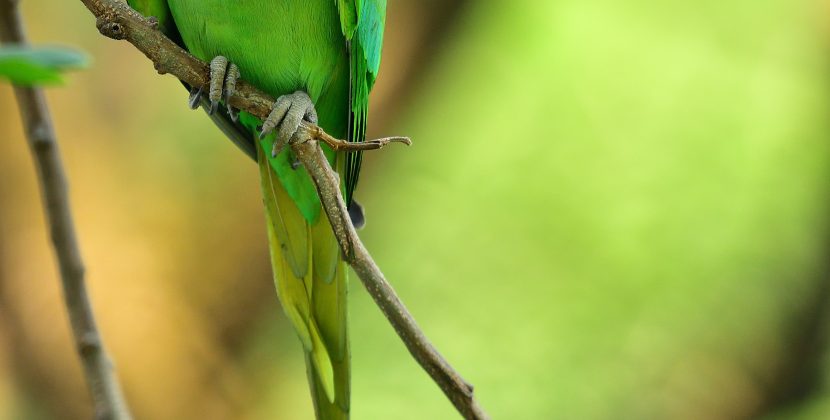Fascinating World of Parrots