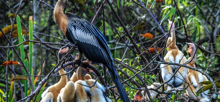 The Best Wildlife Destinations in the US