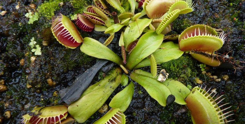 The Stinky Strategy: How Carnivorous Plants Lure in Their Prey with Odors