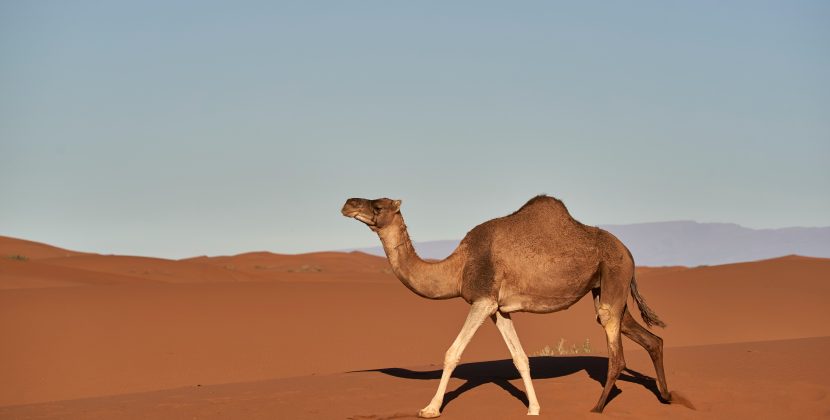 Breaking Down Misconceptions About Camels Separating Fact from Fiction
