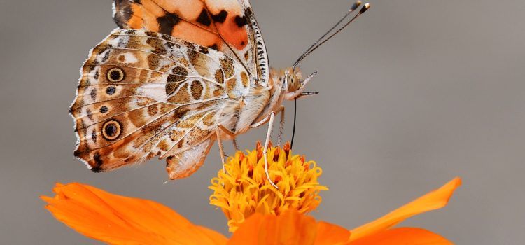 Butterflies in Art Elegance of These Winged Wonders