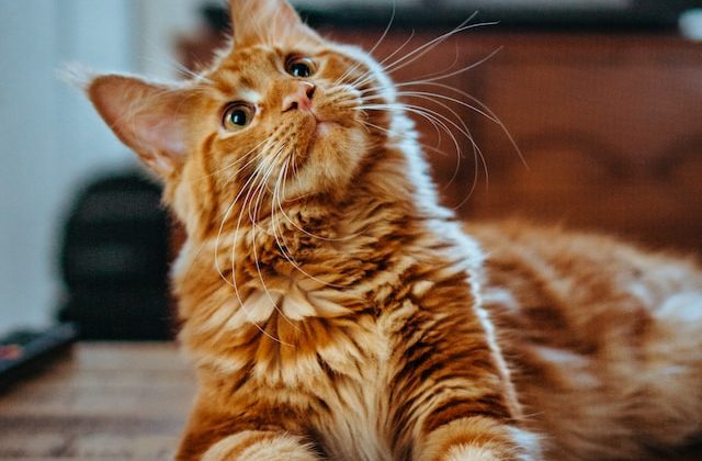 From Furballs to Waste Removal: The Innovative Technology Behind Robotic Litter Boxes