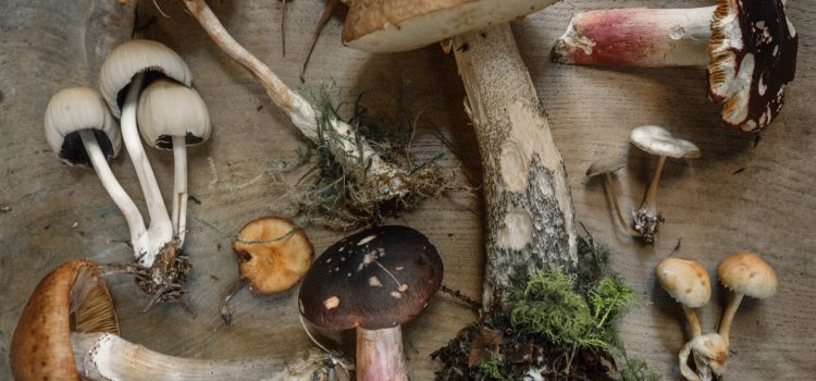 Boost Your Immune System with These Nutritious Foods
