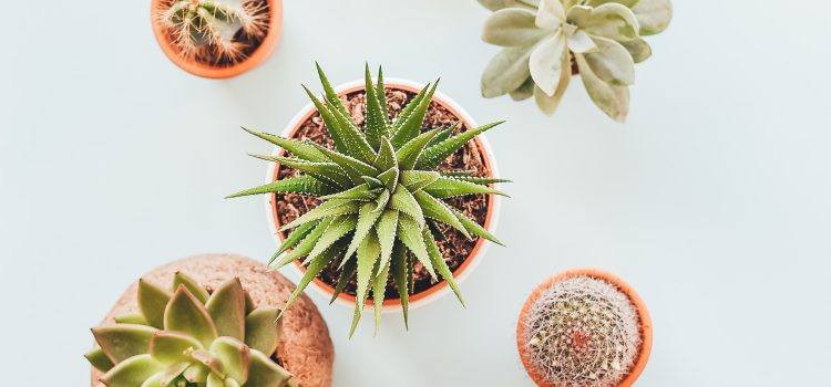 Nature’s Kaleidoscope: Unveiling the Breathtaking Variety of Botanical Beauty