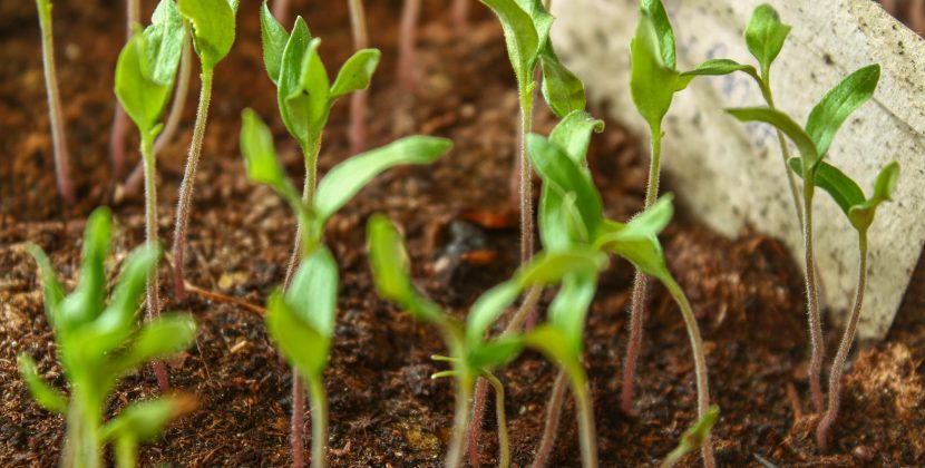 The Benefits of Gardening with Kids: Why It’s Great for Their Development