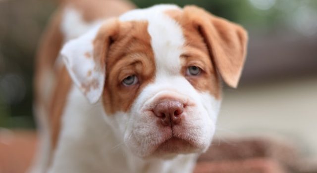 Benefits and Responsibilities of Owning a Pit Bull Dog