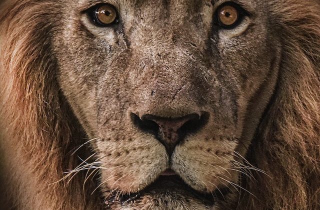 Experts Diagnose Lions