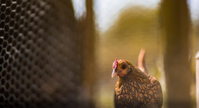 Maximizing Hen’s Egg Production