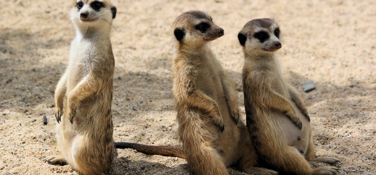 Why Some Animals Stay Together for Life, While Others Don’t