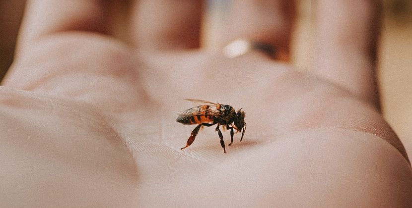 How to Handle Bee Attack