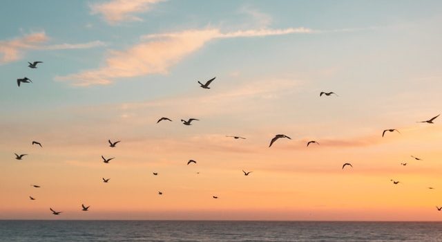 How Nature’s Music Can Boost Your Mental Health