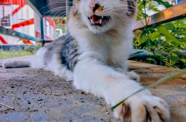 From Scaredy-Cats to Happy Hounds