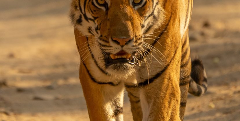 Investigating the Capacity for Fairness in Animals