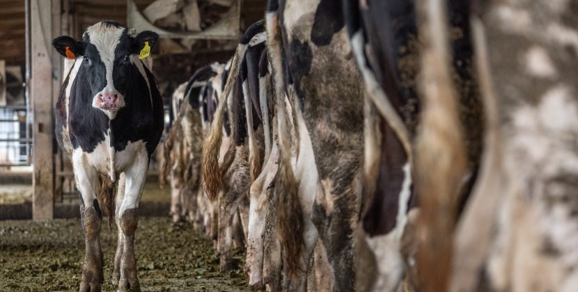 Green Pastures, Greener Planet: How Dairy Cows Are Becoming Climate Change Allies