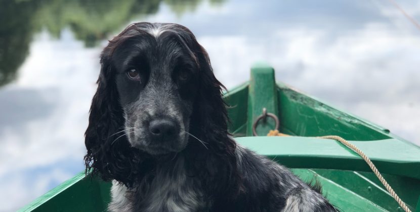 Secrets to Success as a Top Dog Judge Tips and Tricks from the Pros