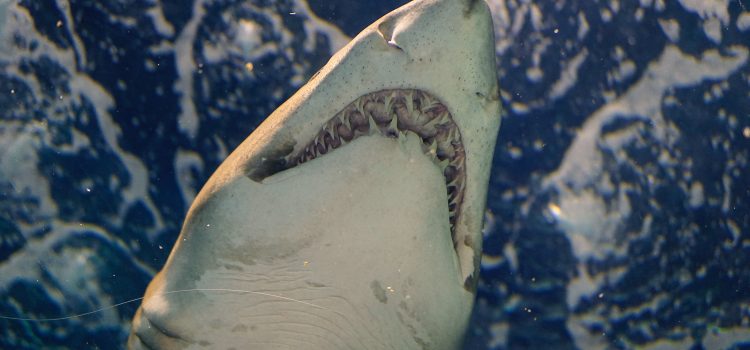 Fin-tastic Fiasco: Chinese Food Vlogger Pays the Price for Sharing Great White Shark Meat Recipe
