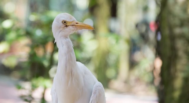 The Threats to Dove Populations