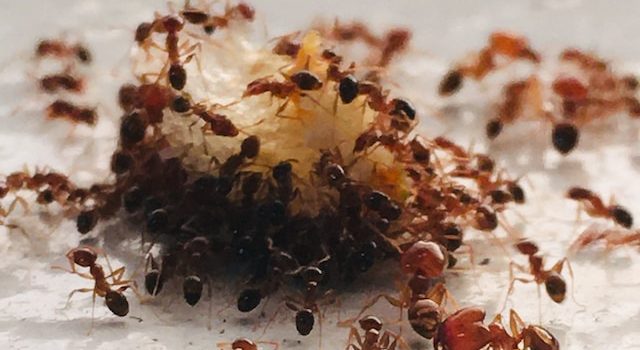 Diet of Ants What They Eat and How They Find It