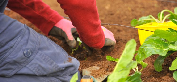 The Ultimate Guide to Planting Seeds and Watching Them Grow Into Beautiful Plants