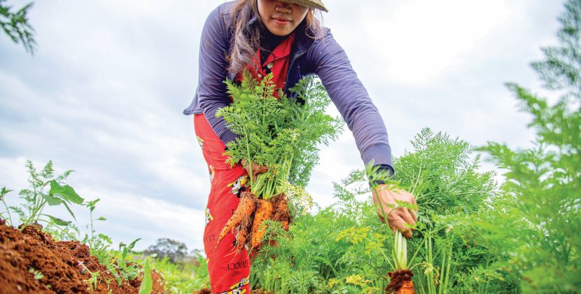 The Magic of Cottagecore Gardening: A Step-by-Step Guide