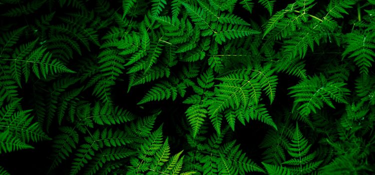 Unlocking Nature’s Magic: The Fascinating Saga of Plant Growth Unraveled