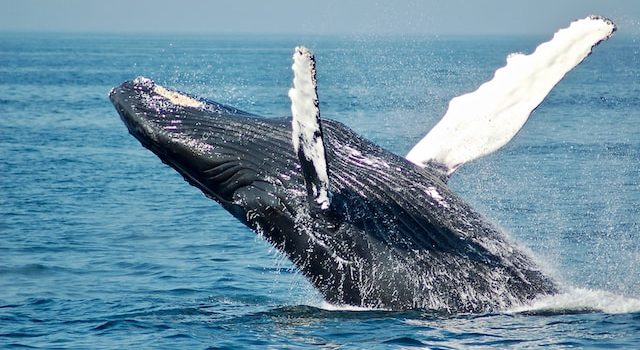 Threats to Whale Populations Climate Change