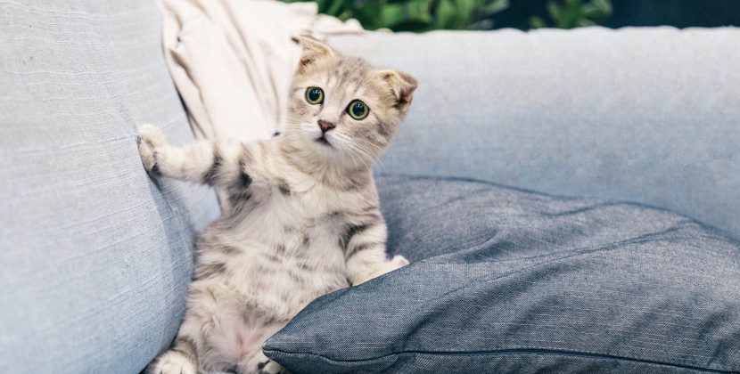 Rabies What You Need to Know Before It’s Too Late 600 words