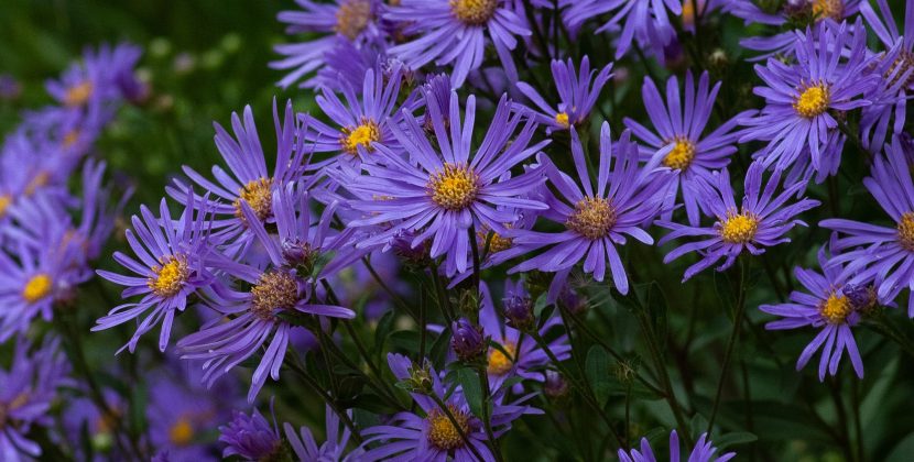 Transform Your Backyard Oasis: A Guide to Building a Water Garden