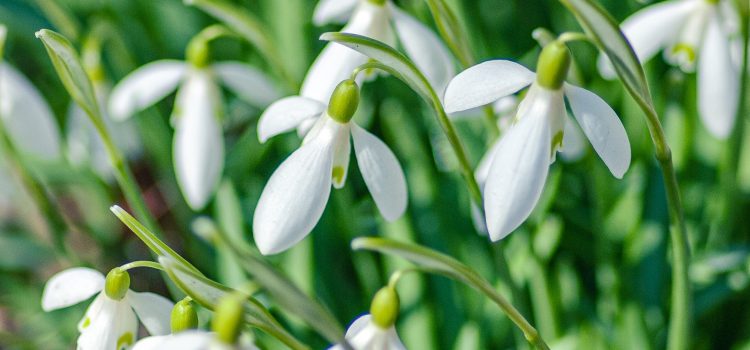 Mastering the Bonsai Craft: Unlocking the Secrets of Majestic Miniature Trees