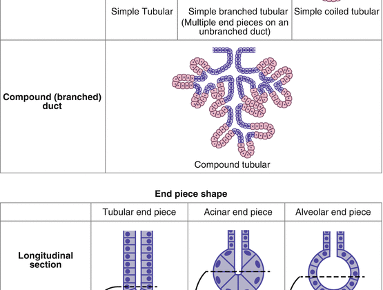 Simple Strategies for Keeping this Key Gland Balanced