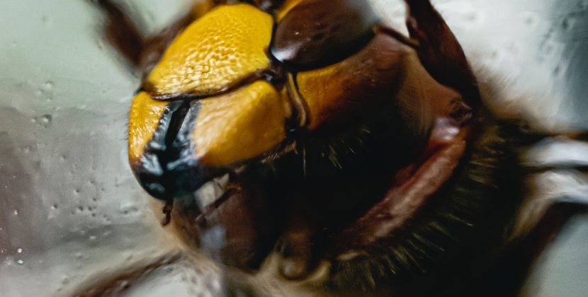When Bugs Turn Deadly: Get Acquainted with the World’s Most Dangerous Insects