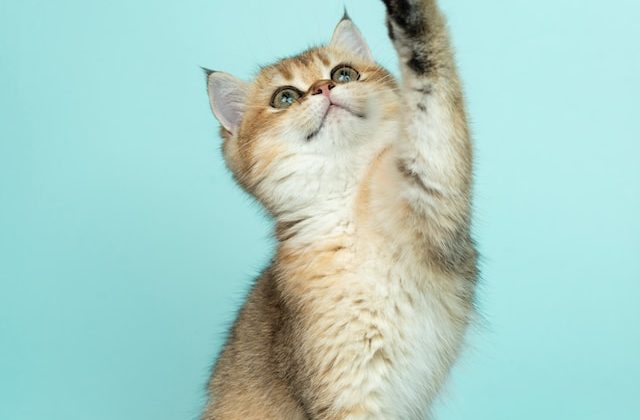 Cat Contraception Exploring Innovative Approaches to Feline Birth Control