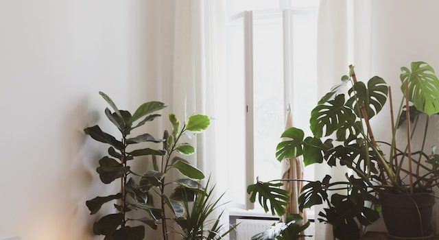 Transform Your Bedroom into a Sleep Sanctuary with These 5 Plants
