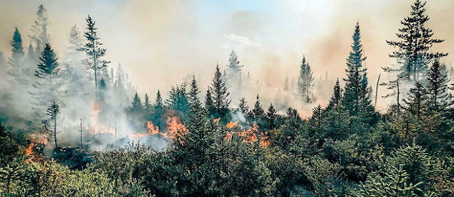 The Science Behind Canada's Wildfires and Climate Change