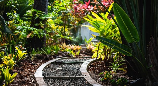 Add a Touch of the Unusual to Your Decor with These Unique Exotic Plants