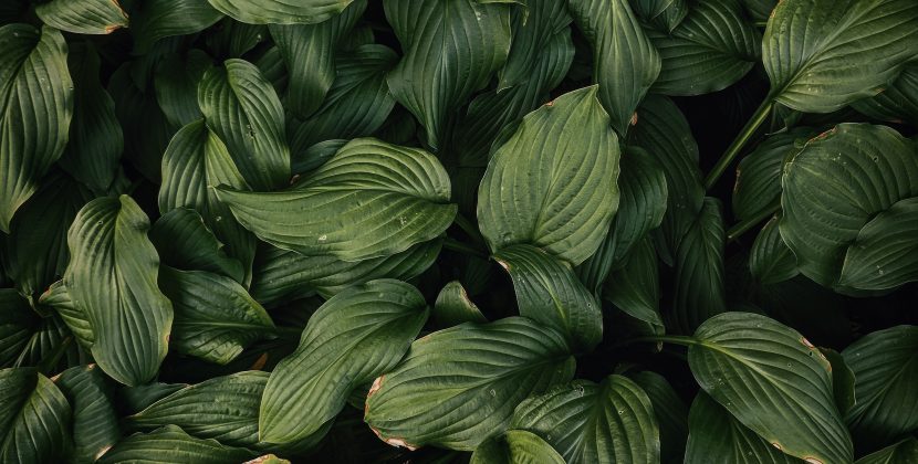 Growing and Caring for Carnivorous Plants: Tips for a Thriving Collection
