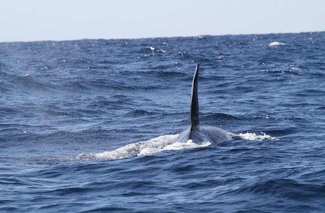 Marine Carbon Dioxide Removal and the Future of Our Planet