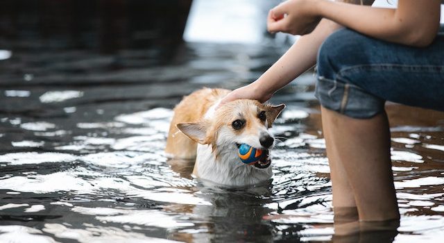 Summer Fun with Fido: Amazing Activities to Enjoy Together in the Swimming Pool