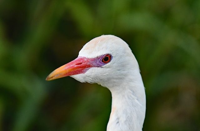 The Realities of Conducting Fieldwork in the Fight Against Bird Flu