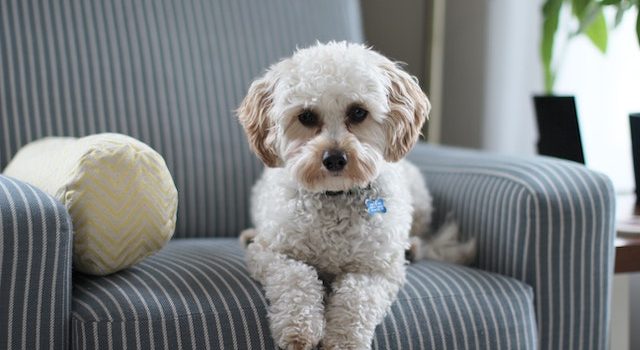 Family-Friendly Felines: The Most Affectionate Dog Breeds
