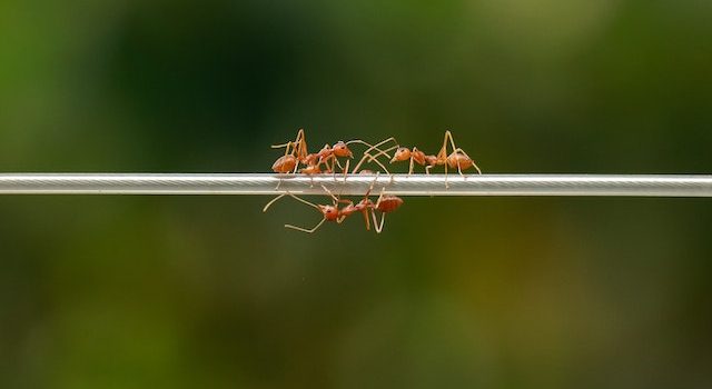 Say Goodbye to Ants Forever with These Expert-Approved Methods
