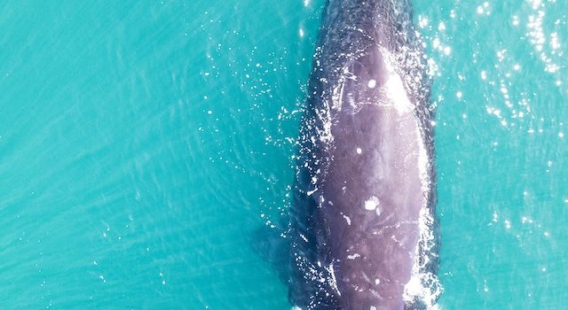 Why We Should Pay Attention to Bowhead Whales When It Comes to Understanding Cancer Resistance