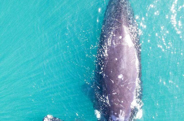 Why We Should Pay Attention to Bowhead Whales When It Comes to Understanding Cancer Resistance