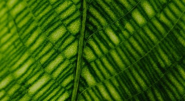 The Benefits of Quantum Visualization for Studying Photosynthesis