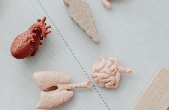 The Ethics of Creating Artificial Tissues and Organs A Debate in the Medical Community