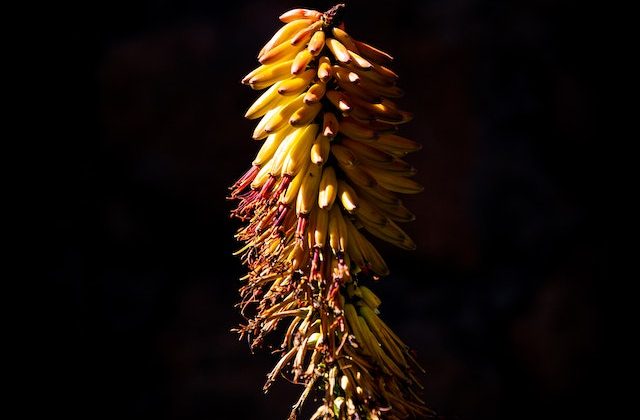 Creative Ways to Use Those Extra 2 Bananas in Your Kitchen