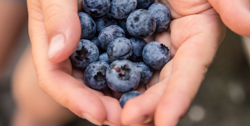 Unlocking the Mind: Blueberries Found to Improve Cognitive Function in Recent Study