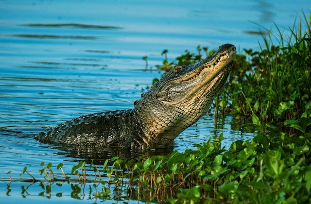 Revisiting the Role of Crocodiles in History and Culture