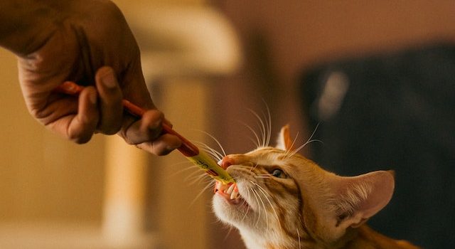 The Importance of Addressing Your Cat’s Lack of Appetite ASAP