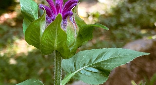 From Seed to Plate: How to Grow and Harvest the Most Nutritious Edible Plants